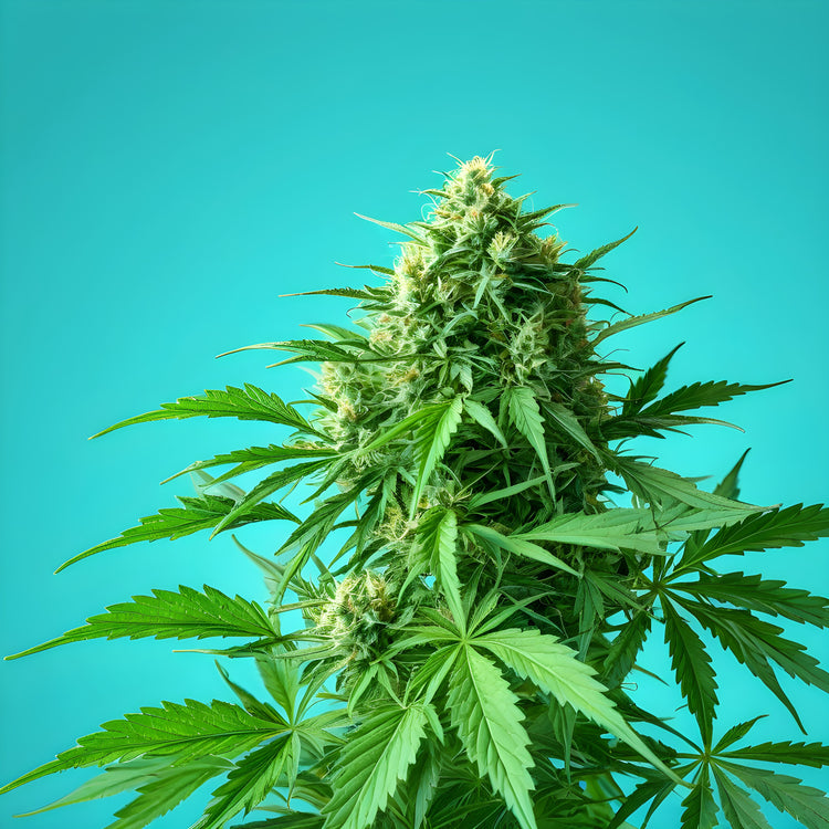 Hybrid - feminisierte Samen