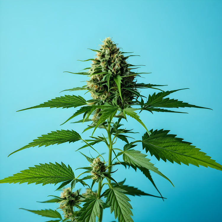 Indica - feminisierte Samen