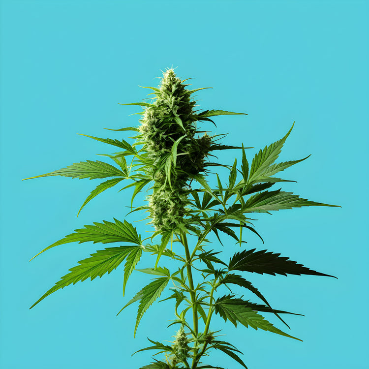 Sativa - feminisierte Samen