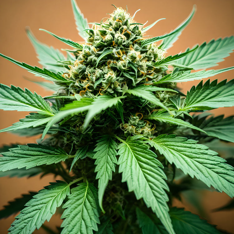 THC-Gehalt 23% - 32%