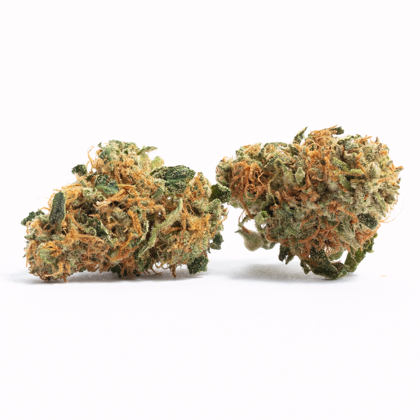 Nahaufnahme von zwei getrockneten Cannabisblüten der Sorte Amnesia Kush unserer feminisierten Cannabissamen. Die Blüten sind kompakt und mit einer dichten Schicht aus harzigen Trichomen bedeckt. Sie haben eine Mischung aus grünen, orangefarbenen und braunen Tönen, die ihre hohe Qualität und Potenz anzeigen.