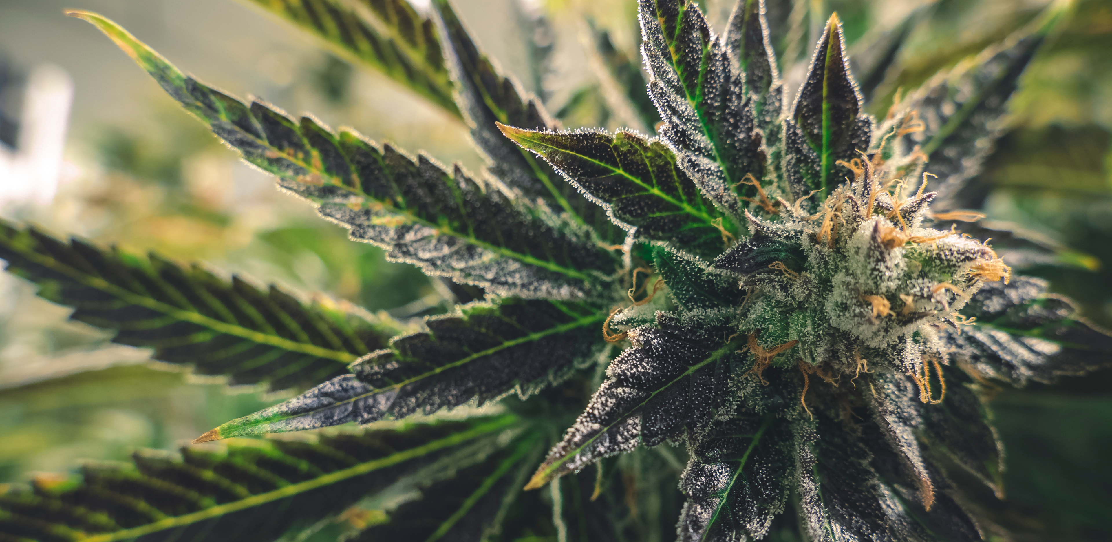 Makroaufnahme einer blühenden Cannabispflanze mit dichten Trichomen – Titelbild von Green German Seeds.