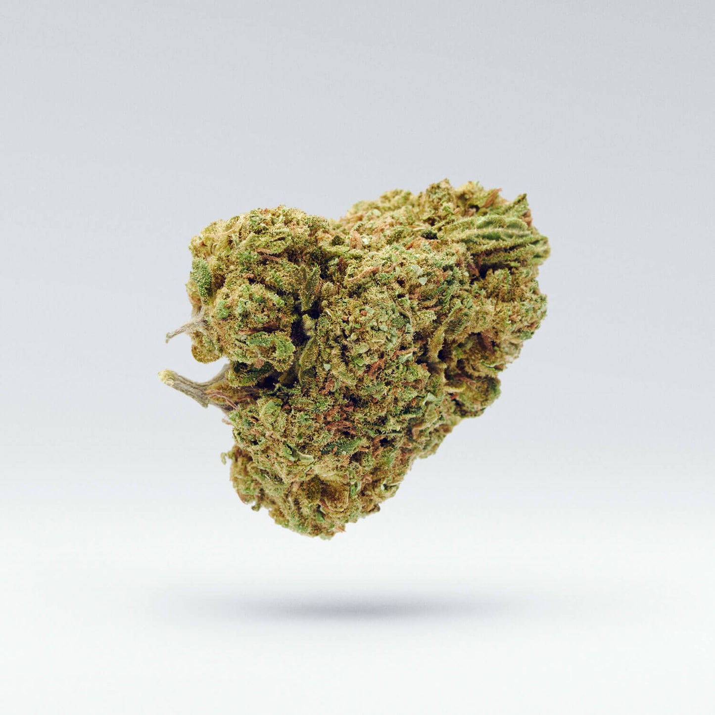 Cannabisblüte der Sorte Girl Scout Cookies – kompakte, dichte Struktur mit erdigen Grüntönen, feminisierte Sorte mit süßem, leicht würzigem Terpenprofil