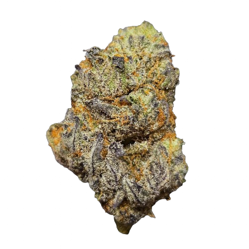 Nahaufnahme einer harzigen, dichten Cannabisblüte der Sorte Grape Gas x Purple Punch, mit violetten und grünen Nuancen sowie orangefarbenen Blütenhaaren vor schwarzem Hintergrund