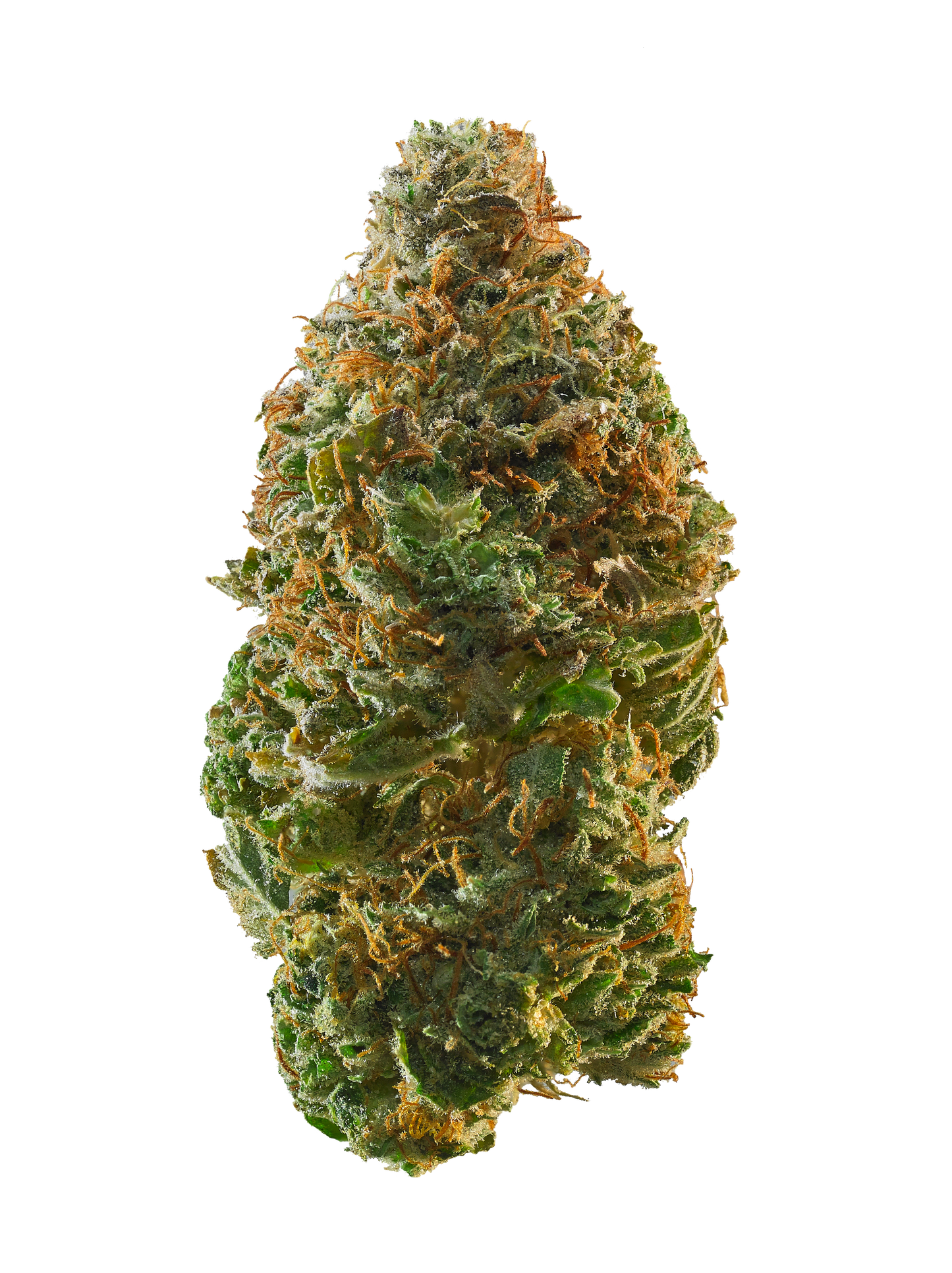 Detaillierte Nahaufnahme einer feminisierten Cannabisblüte der Sorte Kosher Kush mit harzigen Trichomen, dichten grünen Blättern und auffälligen orangefarbenen Blütenstempeln vor schwarzem Hintergrund.