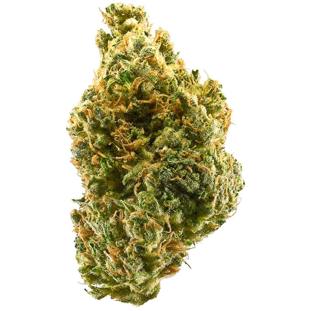 Makroaufnahme einer dichten Cannabisblüte der Sorte Tangie x Purple Punch – feminisierte Cannabissamen. Die Knospe ist von leuchtend orangenen Härchen und kristallinen Trichomen durchzogen, mit kräftigem Grün und perfekter Struktur