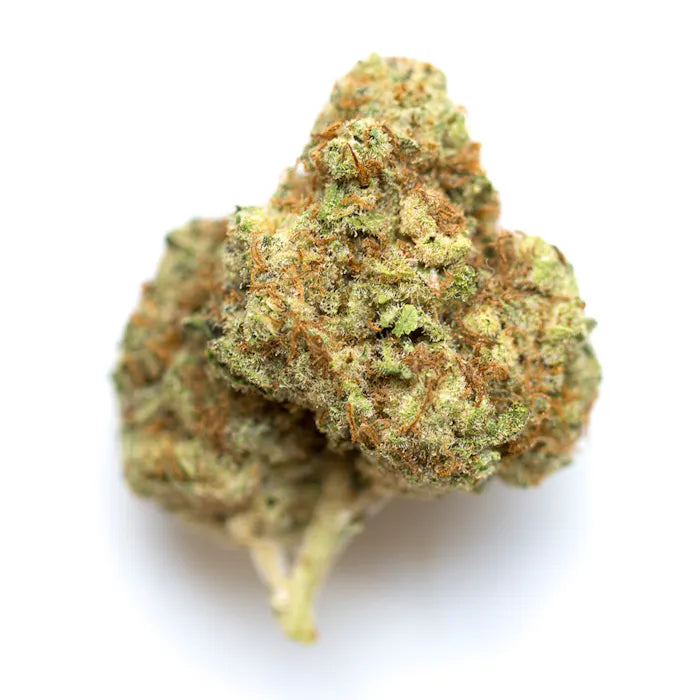 Makroaufnahme einer kristallbedeckten Cannabisblüte der Sorte Watermelon – autoflowering Cannabissamen mit grünlich-braunen Farbtönen, intensiven Trichomen und orangefarbenen Blütenstempeln auf weißem Hintergrund.