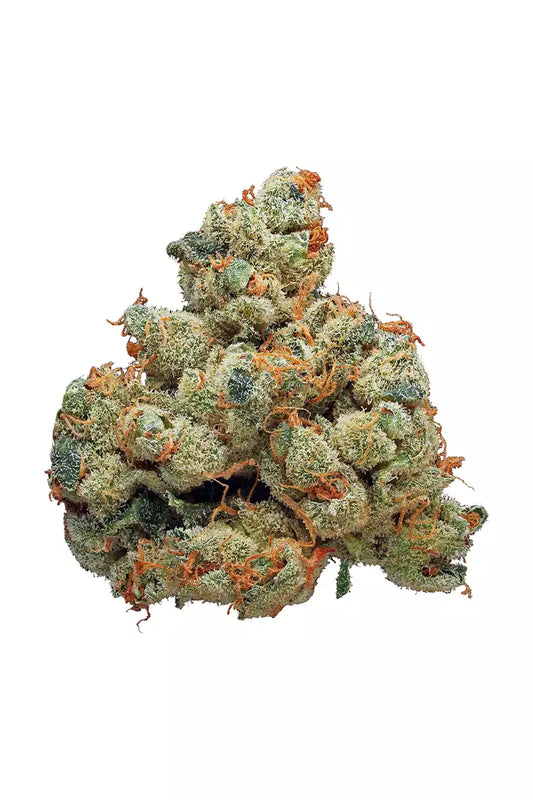 Nahaufnahme einer getrockneten Cannabisblüte der Sorte Alien Rock unserer feminisierten Cannabissamen. Die Blüte ist dicht und mit einer Vielzahl von harzigen Trichomen bedeckt. Sie zeigt eine lebhafte Mischung aus grünen und orangefarbenen Tönen, was auf ihre hohe Qualität und Potenz hinweist.