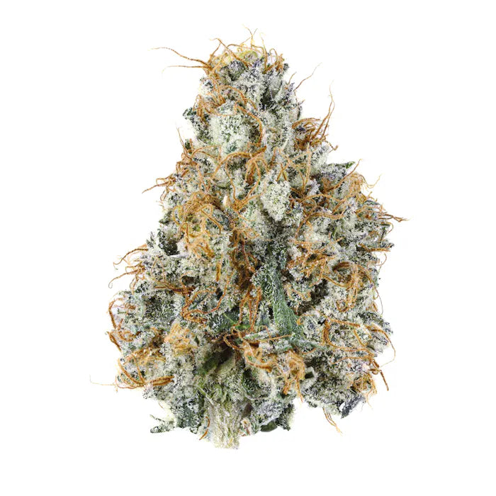 Kompakte Cannabisblüte der Sorte Gary Payton x OG Kush, stark mit Trichomen überzogen und durchzogen von leuchtend orangefarbenen Blütenfäden – feminisierte Sorte für höchsten THC-Genuss