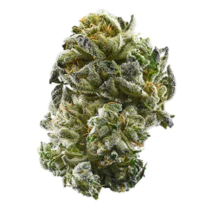 Nahaufnahme einer harzigen Cannabisblüte der Sorte Grape Gas x Kosher Kush mit orangenen Härchen und frostiger Trichomschicht.