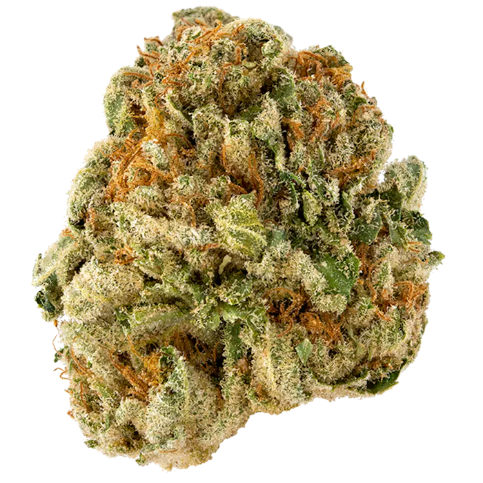 Nahaufnahme einer feminisierten Cannabisblüte der Sorte Honey Banana x Spritzer, mit intensiver Harzbildung, orangenen Härchen und dichten grünen und gelben Blütenblättern auf schwarzem Hintergrund.