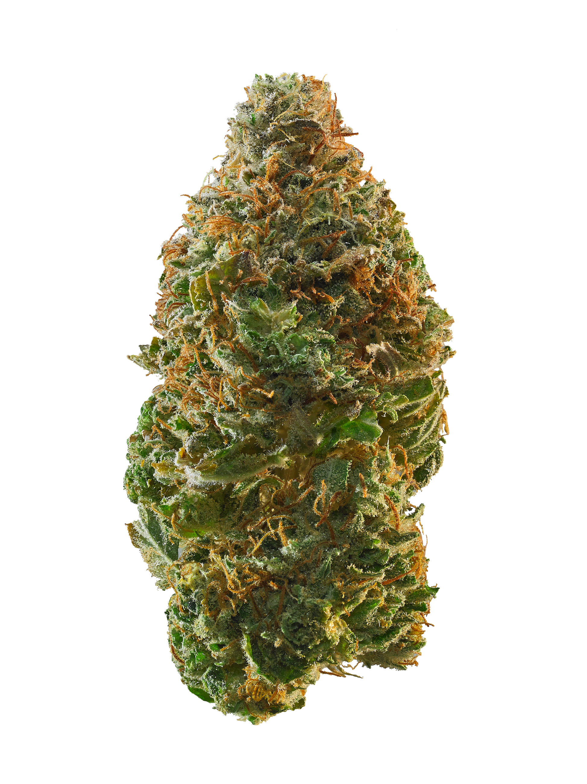 Detaillierte Nahaufnahme einer feminisierten Cannabisblüte der Sorte Kosher Kush mit harzigen Trichomen, dichten grünen Blättern und auffälligen orangefarbenen Blütenstempeln vor schwarzem Hintergrund.