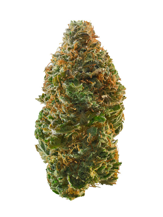 Detaillierte Nahaufnahme einer feminisierten Cannabisblüte der Sorte Kosher Kush mit harzigen Trichomen, dichten grünen Blättern und auffälligen orangefarbenen Blütenstempeln vor schwarzem Hintergrund.