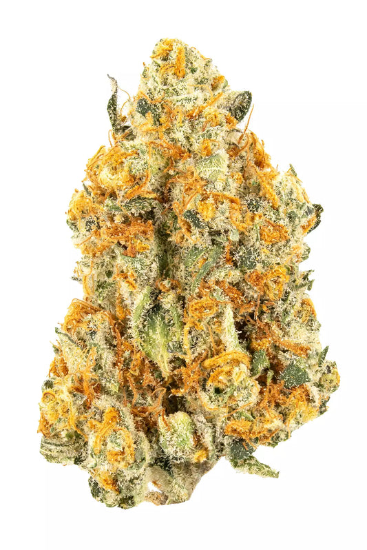 Makroaufnahme einer feminisierten Cannabisblüte der Sorte La Bomba x Spritzer mit auffälligen gelb-orangefarbenen Härchen, dichter Harzschicht und kompaktem, hellgrünem Blütenmaterial auf weißem Hintergrund.