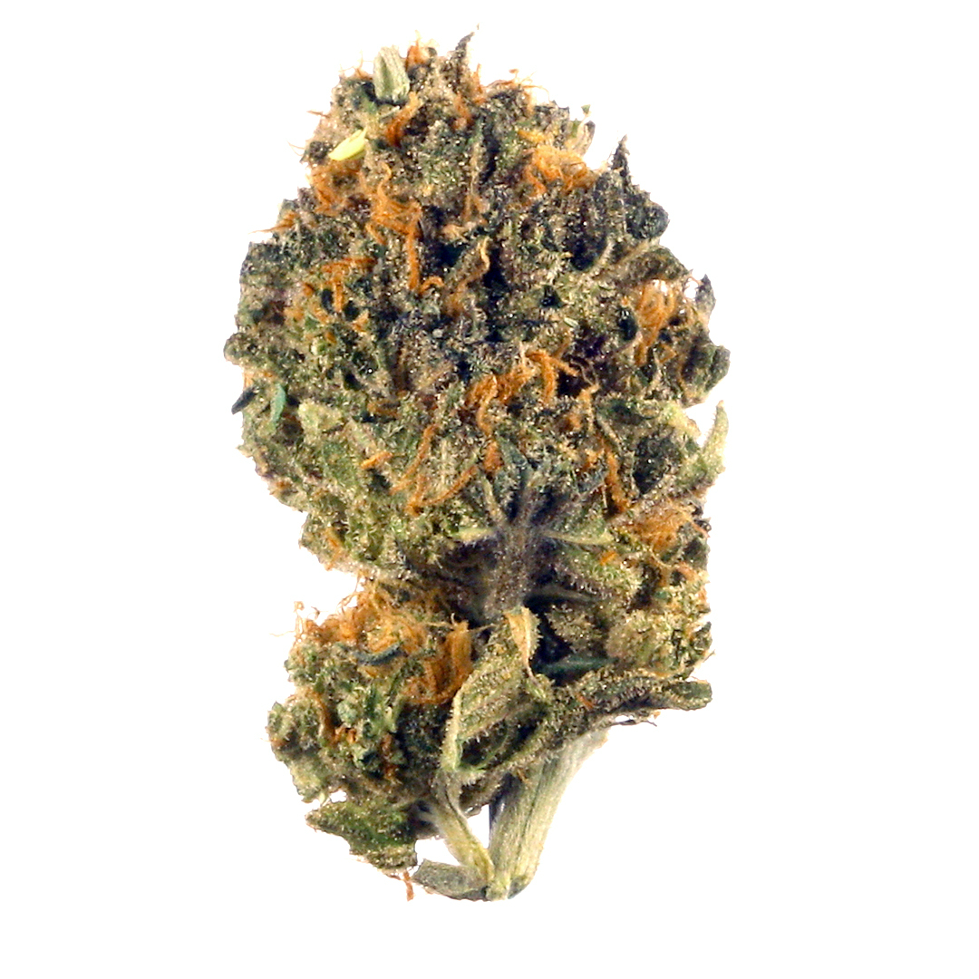 Cannabisblüte der Sorte La Kush Cake x Spritzer, feminisiert, mit dichten Harztrichomen, dunkleren grünen Tönen, auffälligen orangefarbenen Stempeln und kompaktem Wuchs – isoliert auf weißem Hintergrund.