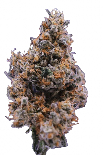 Frostige London Pound Mints x Purple Punch Cannabisknospe mit lila Akzenten und dichten Harztrichomen – feminisierte Hanfsamen