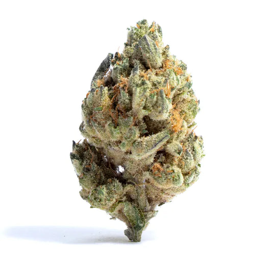 Makroaufnahme eines Medellin x Nicole Cannabisbuds mit dichten Trichomen und orangefarbenen Härchen – feminisierte Cannabissamen von Green German Seeds