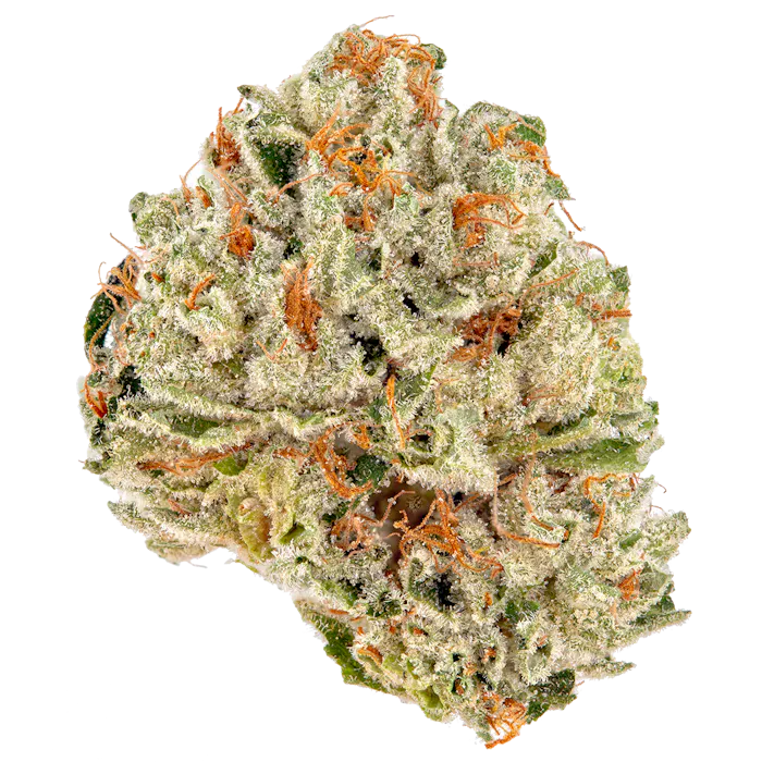 Makroaufnahme der Sorte Northern 5 Haze x OG Kush – kristallbedeckte Blüte mit hellgrünen Nuancen und kräftig orangefarbenen Härchen, feminisierte Cannabissamen