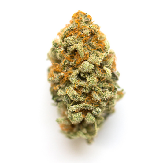 Makroaufnahme einer Orange Punch Autoflowering Cannabisknospe – dichter, harziger Bud mit intensiv orangefarbenen Blütenstempeln und hellem Grün, feminisierte Samen