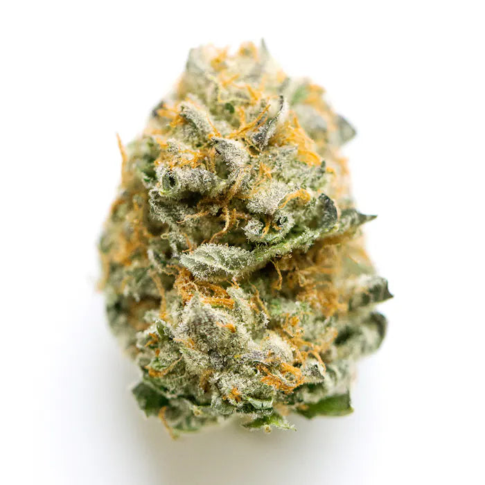 Nahaufnahme einer RS11 x Kosher Kush Cannabisblüte – kompakte Bud-Struktur mit dickem Harzüberzug, leuchtend orangefarbene Härchen und frische grüne Untertöne – hochwertige feminisierte Hanfsamen für Indoor- und Outdoor-Grower