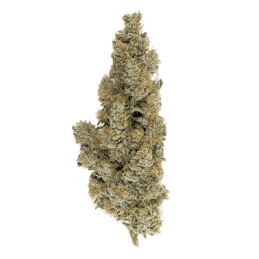 Detailaufnahme einer Skywalker Autoflowering Cannabisblüte – langgezogener, harzreicher Bud mit hellgrüner Struktur, orangen Blütenhaaren und kristallinem Überzug – feminisierte Cannabissamen mit erdigem Aroma und entspannender Wirkung