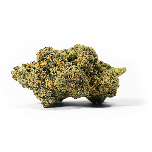 Studio 54 x Permanent Marker feminisierte Cannabissamen – kompakte, harzüberzogene Blüte mit intensiven Violett-Grün-Tönen und kräftigen orangefarbenen Härchen. Beliebt für ihre starke Wirkung und komplexen Terpenprofil.