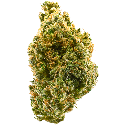 Makroaufnahme einer dichten Cannabisblüte der Sorte Tangie x Purple Punch – feminisierte Cannabissamen. Die Knospe ist von leuchtend orangenen Härchen und kristallinen Trichomen durchzogen, mit kräftigem Grün und perfekter Struktur