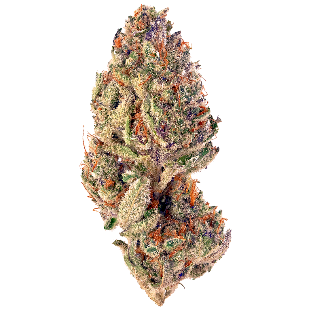 Detailreiche Nahaufnahme einer feminisierten Cannabisblüte der Sorte Tropicana Cookies x Permanent Marker. Die Bud zeigt intensive violette und grüne Nuancen, durchzogen von orangefarbenen Stigmen und einer dichten Schicht aus glitzernden Trichomen