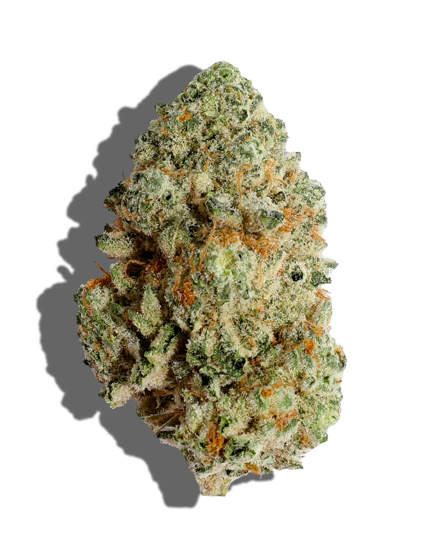 Makroaufnahme einer feminisierten Cannabisblüte der Sorte Wedding Crasher x Kush – kompakter, harziger Bud mit hellgrüner Struktur, orangen Blütenhaaren und dicker Trichomschicht vor schwarzem Hintergrund.